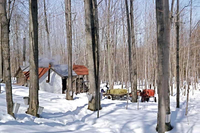 Cabane familiale en hiver, chaudières aux érables