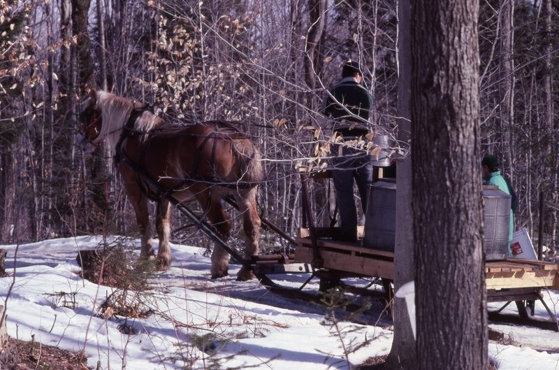Récolte de l’eau d’érable, années 1990