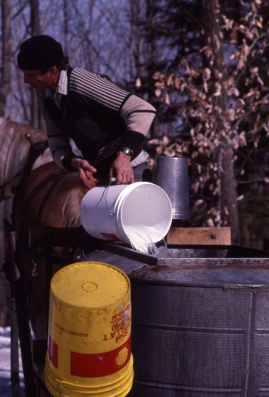 Récolte de l’eau d’érable, années 1990