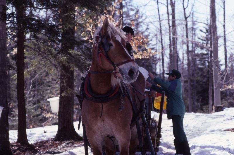 Récolte de l’eau d’érable, années 1990