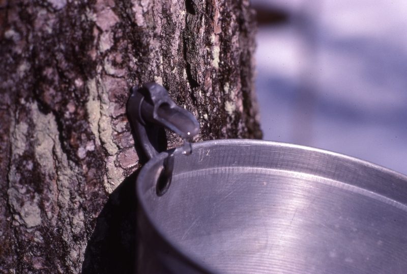 Récolte de l’eau d’érable, années 1990